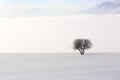 Tree in soft,tranquil environment in winter time