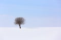 Tree in soft,tranquil environment in winter time