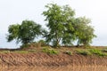 Tree with soil Coast Canal.