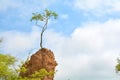 Tree on soil erosion pillar