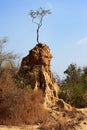 Tree on soil pillar, Sao Din Na Noi in Nan province, Thailand