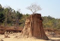 Tree on soil pillar Sao Din Na Noi in Nan province, Thailand