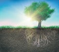 A tree and soil with roots and grass isolated Royalty Free Stock Photo