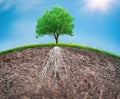 A tree and soil with roots and grass Royalty Free Stock Photo