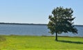 Tree, Solitary, next to Lake Hefner, Oklahoma City