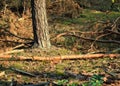 A tree and some felled branches in the setting sun Royalty Free Stock Photo