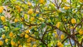 Tree of sorrento lemons ready to be picked and enjoyed