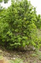 Tree of the Soursop Fruit