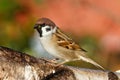 Tree Sparrow Royalty Free Stock Photo