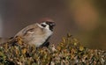 Tree Sparrow