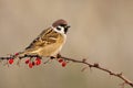 Tree Sparrow Royalty Free Stock Photo