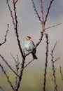 Tree Sparrow