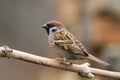 Tree sparrow (aka passer montanus)1