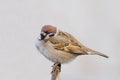 Tree Sparrow (aka passer montanus)