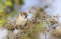 Tree sparrow Royalty Free Stock Photo