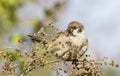 Tree sparrow Royalty Free Stock Photo