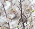 Tree sparrow bird on the cheery blossom tree Royalty Free Stock Photo