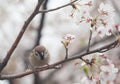 Tree sparrow bird on the cheery blossom tree Royalty Free Stock Photo