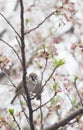 Tree sparrow bird on the cheery blossom tree Royalty Free Stock Photo