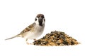 Tree sparrow and bird seeds Royalty Free Stock Photo