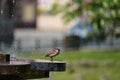 A tree sparrow cools off under the spray of a fountain in the summer heat Royalty Free Stock Photo