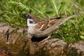 Tree Sparrow drinking Royalty Free Stock Photo