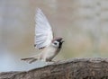 Tree sparrow