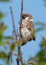 Tree Sparrow male high in branches UK. Royalty Free Stock Photo