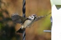 Tree sparrow, passer montanus