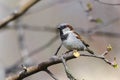 Tree sparrow, passer montanus