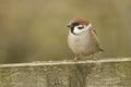 Tree Sparrow (passer montanus)