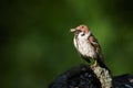 Tree sparrow, Passer montanus, single bird feeds the young by insects.