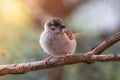 tree sparrow perched on a branch in the garden Royalty Free Stock Photo