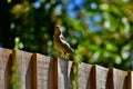 A tree sparrow perched on a fence Royalty Free Stock Photo