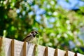 A tree sparrow perched on a fence Royalty Free Stock Photo