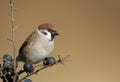 Tree Sparrow Royalty Free Stock Photo