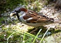 Tree sparrow portrait standing with bread morsel in beak Royalty Free Stock Photo
