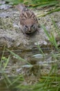 Tree sparrow reflection Royalty Free Stock Photo