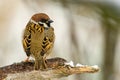 Tree Sparrow's Plumage