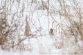 A Tree Sparrow in the Snow Royalty Free Stock Photo