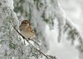 Tree Sparrow in Snow Storm Royalty Free Stock Photo