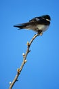 Tree Sparrow Royalty Free Stock Photo