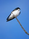 Tree Sparrow Royalty Free Stock Photo