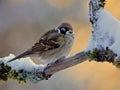 Tree sparrow on a winter branch Royalty Free Stock Photo