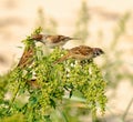 Tree Sparrows Passer montanus Royalty Free Stock Photo