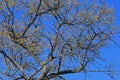 Tree with sparse foliage against blue sky Royalty Free Stock Photo