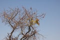 TREE WITH SPARSE LEAVES AND ROUND SEEDS AGAINST BLUE SKY