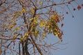 TREE WITH SPARSE LEAVES AND ROUND SEEDS