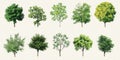 Tree Species Diversity Royalty Free Stock Photo