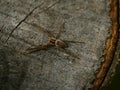 Tree spider camouflage on tree trunk medium shot Royalty Free Stock Photo